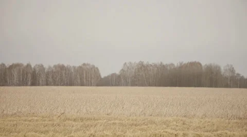 Combine on the field 9 Stock Footage 31957479