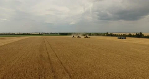 Combine in the field harvests wheat Stock Footage 178493368