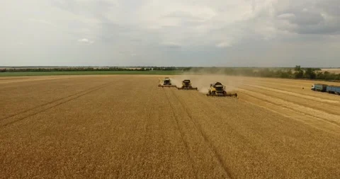 Combine in the field harvests wheat Stock Footage 178493395