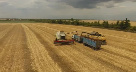 Combine in the field harvests wheat Stock Footage 178494203