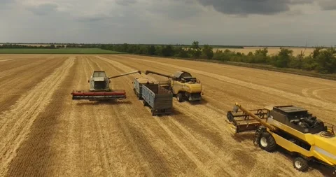Combine in the field harvests wheat Stock Footage 178494310