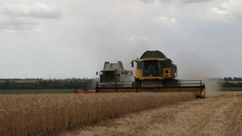 Combine in the field harvests wheat Stock Footage 178562945