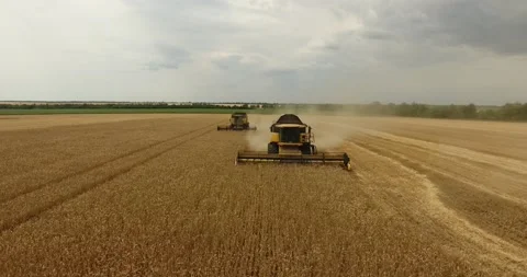 Combine in the field harvests wheat Stock Footage 179557072
