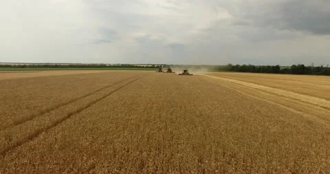 Combine in the field harvests wheat Stock Footage 194489784