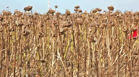 Combine Stock Footage 24663823