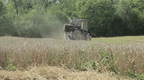 Combine gathers wheat Vídeo Stock 65786280