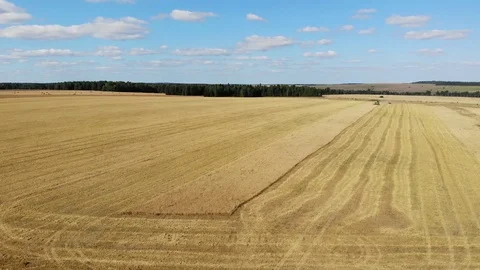 The combine goes through the field and removes the wheat Video stock 93987261