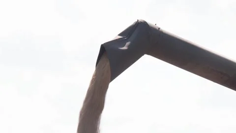 Combine grain unloading in a close -up trailer. Stock Footage 290066523
