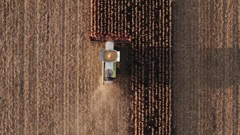 Combine harvester in action at sunset, a corn field, aerial view Stock Footage 254966501