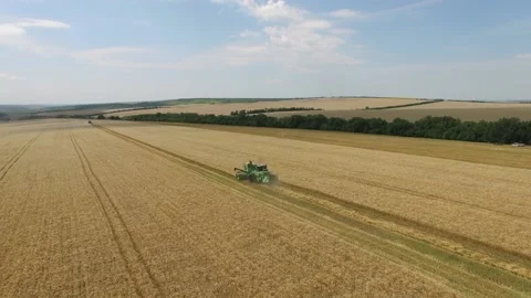 Combine harvester agricultural machine collecting ripe wheat on the field. Stock Footage