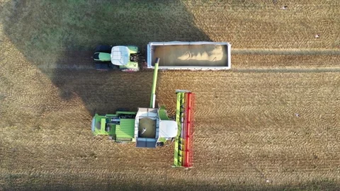 Combine harvester beginning dumps wheat grain into trailer 스톡 동영상 270771429