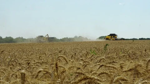 Combine harvester on the chamfered wheat field Stock Footage 112221315
