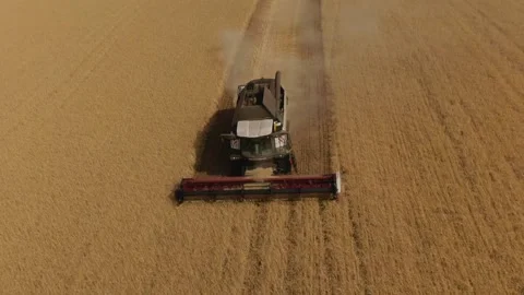 The combine harvester cleans wheat fields. Harvesting, Shooting from a drone Stock Footage 220600960