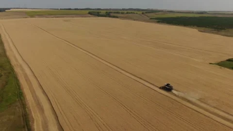 The combine harvester cleans wheat fields. Harvesting, Shooting from a drone Stock Footage 220600978