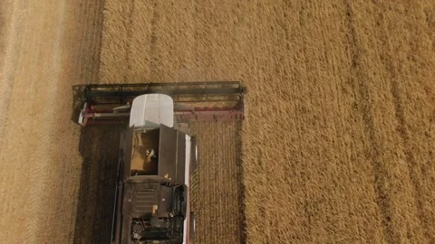 The combine harvester cleans wheat fields. Harvesting, Shooting from a drone Stock Footage 220601021