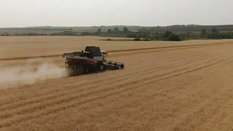 The combine harvester cleans wheat fields. Harvesting, Shooting from a drone Stock Footage 220601042