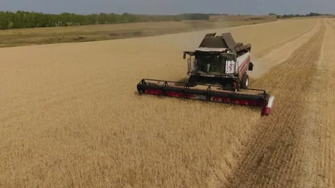 The combine harvester cleans wheat fields. Harvesting, Shooting from a drone Stock Footage 220601111