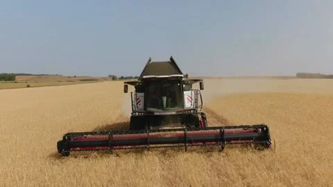 The combine harvester cleans wheat fields. Harvesting, Shooting from a drone Video stock 221819803