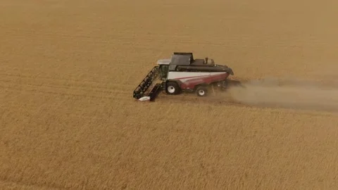 The combine harvester cleans wheat fields. Harvesting, Shooting from a drone Video stock 221819855