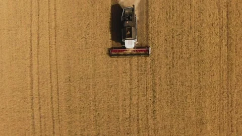 The combine harvester cleans wheat fields. Harvesting, Shooting from a drone Video stock 221819895