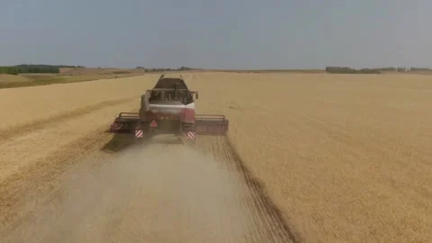The combine harvester cleans wheat fields. Harvesting, Shooting from a drone Video stock 221819905