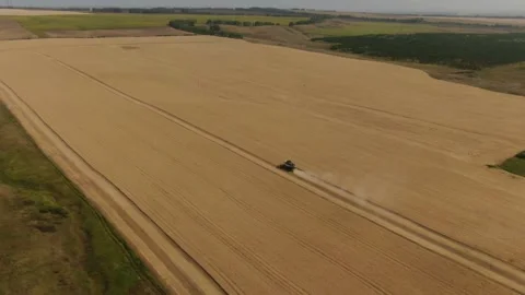The combine harvester cleans wheat fields. Harvesting, Shooting from a drone Video stock 221819971
