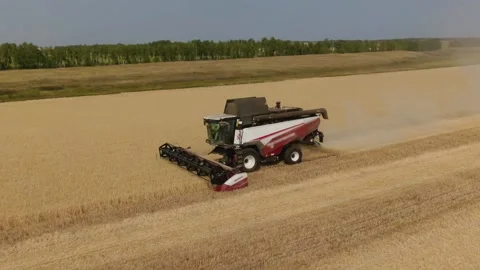 The combine harvester cleans wheat fields. Harvesting, Shooting from a drone Video stock 221819976
