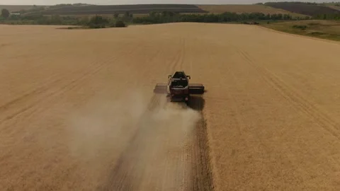 The combine harvester cleans wheat fields. Harvesting, Shooting from a drone Video stock 228052624