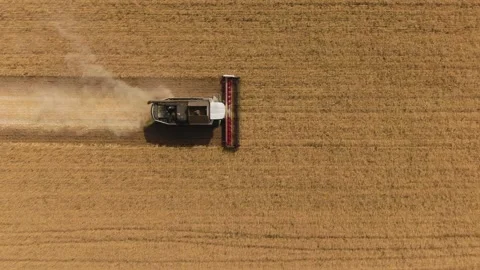 The combine harvester cleans wheat fields. Harvesting, Shooting from a drone Video stock 228052741