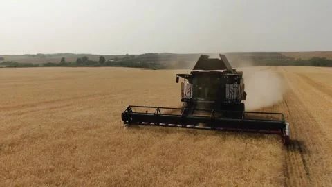 The combine harvester cleans wheat fields. Harvesting, Shooting from a drone Video stock 228052888