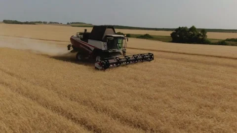The combine harvester cleans wheat fields. Harvesting, Shooting from a drone Video stock 228053038