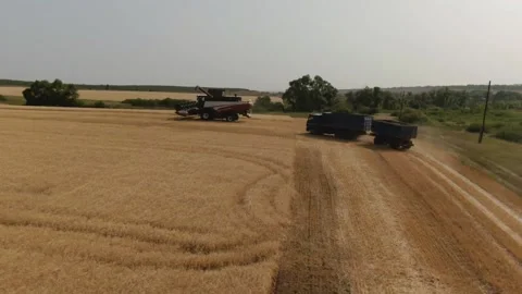 The combine harvester cleans wheat fields. Harvesting, Shooting from a drone Video stock 228053104