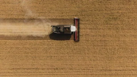 The combine harvester cleans wheat fields. Harvesting, Shooting from a drone Video stock 228056554