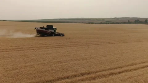 The combine harvester cleans wheat fields. Harvesting, Shooting from a drone Video stock 228060181
