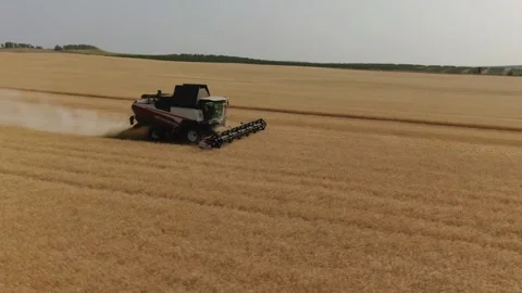 The combine harvester cleans wheat fields. Harvesting, Shooting from a drone Video stock 228060244
