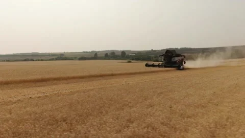 The combine harvester cleans wheat fields. Harvesting, Shooting from a drone Video stock 229544160