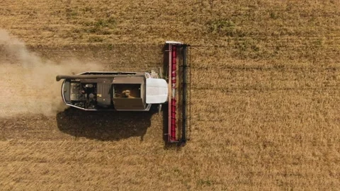 The combine harvester cleans wheat fields. Harvesting, Shooting from a drone Video stock 229545007