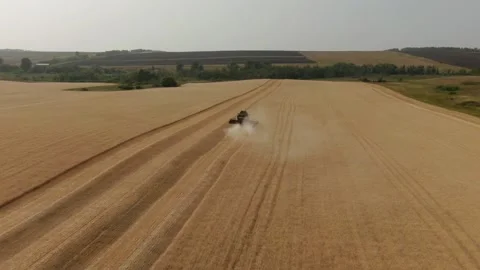 The combine harvester cleans wheat fields. Harvesting, Shooting from a drone Video stock 229547011