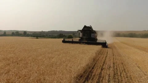 The combine harvester cleans wheat fields. Harvesting, Shooting from a drone Video stock 229547151