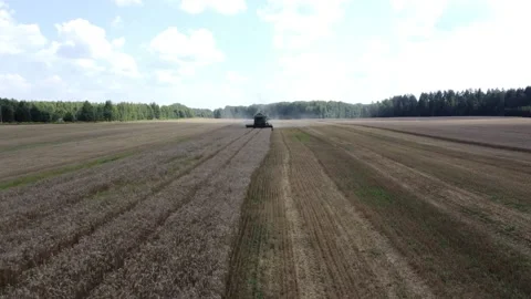 Combine harvester collects grain in the field, drone view. 스톡 동영상 203264853