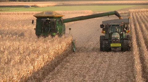 Combine harvester in corn crop Stock Footage 5091288