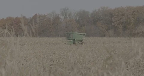 Combine harvester in a corn field Stock Footage
