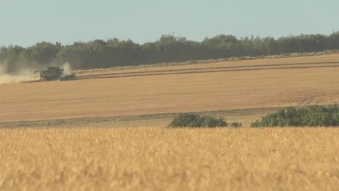 Combine Harvester on corn fields followed by a tractor and trailer - long shot Stock Footage