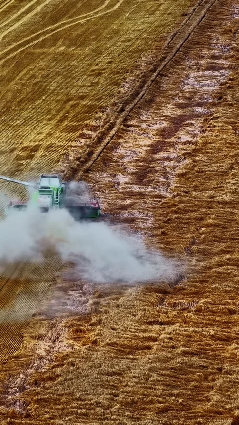 Combine Harvester Creating Dust Trail While Harvesting Wheat Stock Footage 336521364