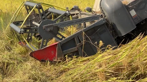 A combine harvester cuts rice stems while moving steadily through a rice field d Stock-Footage 339258239