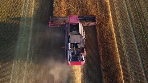 Combine harvester cuts wheat crops, leaving behind straw Drone follows working Stock Footage 290927273