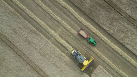 Combine harvester cutting wheat field, Aberdeenshire, Scotland, UK. Video stock 298018853