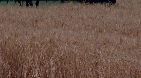 Combine harvester cutting wheat Stock Footage 48191020