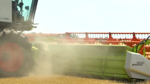 The combine harvester drives through the field, mows wheat, harvests grain crops Stock Footage 219317161