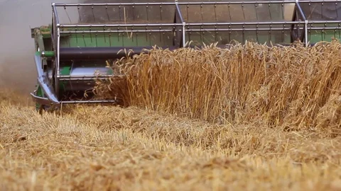 Combine harvester ears of wheat Stock Footage 91377059